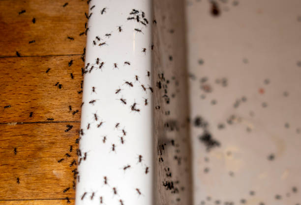 Best Emergency Pest Control  in Hamilton College, NY