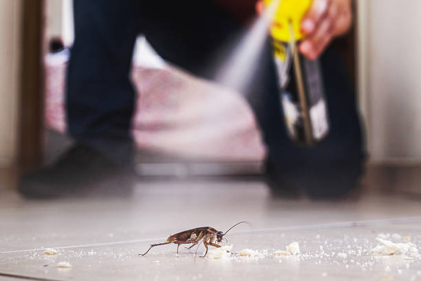 Best Flea Control Services  in Hamilton College, NY